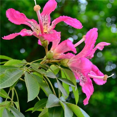 ag真人国际官网app下载